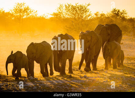 African elephants in Etosha National Park, Namibia. Stock Photo