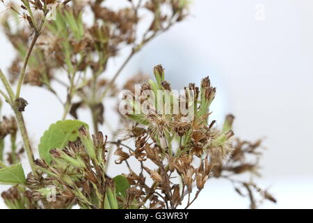 Close up macro of dried Flowers of Sweet herb Stevia rebaudiana on white background Stock Photo