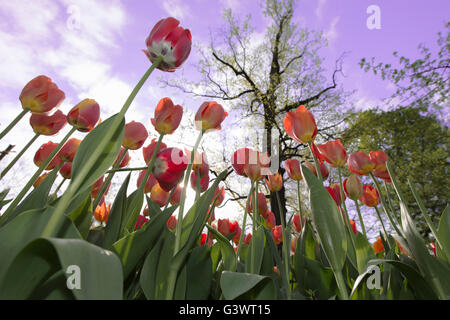 Pralormo castle, flourishing tulips in April for the event 'Messer Tulipano',Piedmont,Italy,Europe Stock Photo