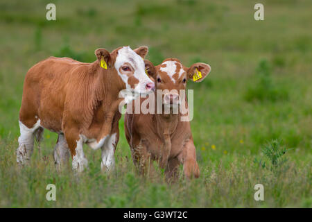 Mixed breed beef Calves in  meadows at Cley grazing marshes Norfolk