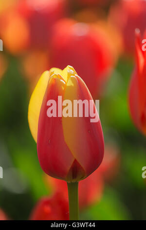 Pralormo castle, flourishing tulips in April for the event 'Messer Tulipano',Piedmont,Italy,Europe Stock Photo