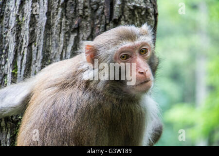 A monkey I saw in Zhangjiajie, China Stock Photo