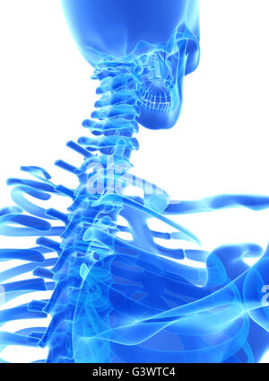 3D illustration of Cervical Spine - Part of Human Skeleton. Stock Photo