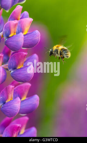 Bumble bee flying and collecting honey and pollen from a lupin flower. Stock Photo