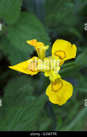Yellow Flag Iris Iris psueudacorus  growing on margin of farmland pond North Norfolk June Stock Photo