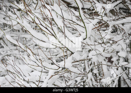snow lying on bush twigs Stock Photo