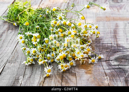 Bouquet of beautiful chamomile flowers on white background Stock Photo ...