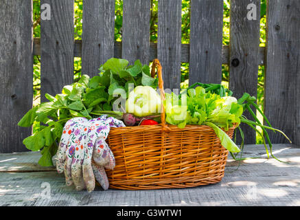 Freshly picked organic vegetables basket in the garden Stock Photo