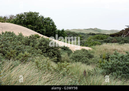 Ainsdale Sand Dunes nature reserve, near Formby, Lancashire, England, UK Stock Photo