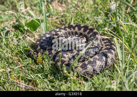 adder vipera berus photograph sussex england spring 2015 Stock Photo