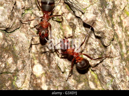 Closeup of  two European red wood ants (Formica polyctena or Formica rufa) on a tree Stock Photo