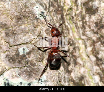 Closeup of a European red wood ant (Formica polyctena or Formica rufa) on a tree Stock Photo
