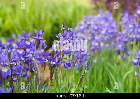 Purple Iris Sibirica growing in a meadow. Stock Photo