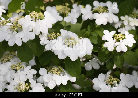 Viburnum plicatum f. Tomentosum flowers in Spring. Stock Photo
