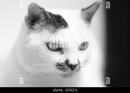 Sofia, a fat and hairy cat. Lazy and very adorable. Like all cats, he likes to spend his time sleeping in the comfort of a sofa. Stock Photo