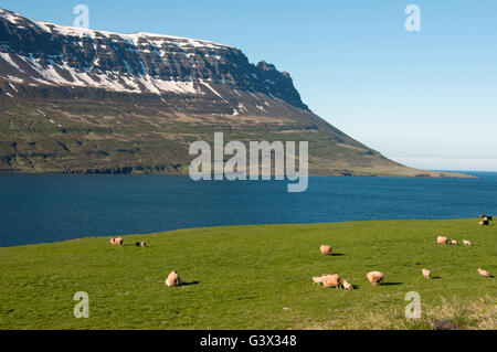 Sheep  Seydisfjordur Iceland Stock Photo