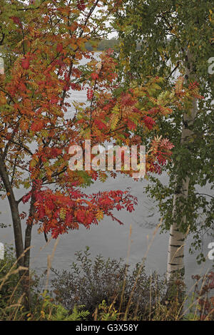 Brightly coloured leaves of a rowan tree (sorbus),  Kizhi Island, Karelia, Russia. Stock Photo