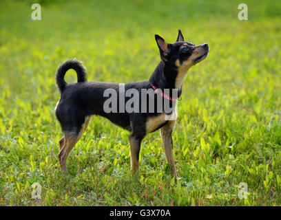 Toy terrier on the spring grass Stock Photo