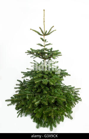 Christmas fir tree isolated on white background Stock Photo - Alamy