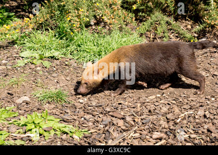 Bush dog foraging