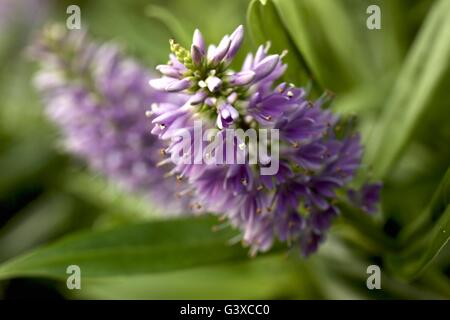 Hebe Autumn Glory Stock Photo Alamy