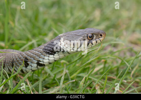 grass snake natrix natrix photographed in Sussex England spring 2015 Stock Photo