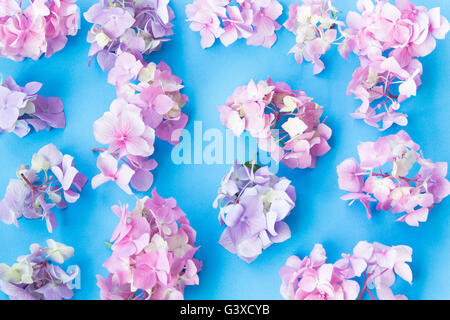 Hydrangea Flowers on a Blue Background. Stock Photo