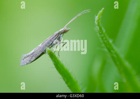 Diamond-back moth (Plutella xylostella). Migratory insect in the family Plutellidae, known as a pest of vegetable crops Stock Photo