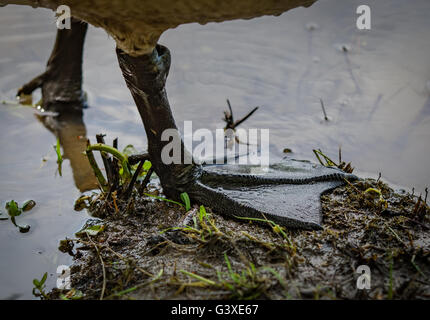 close up canadian goose webbed feet in mud Stock Photo