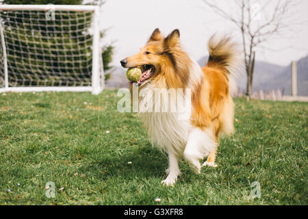 Happy dog running and playing with the ball Stock Photo