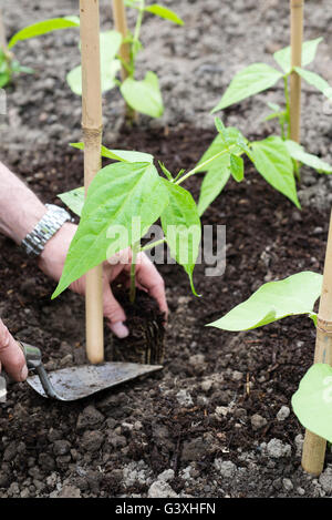Planting out climbing French beans (Phaseolus vulgaris) 'Cobra' next to canes on an allotment. Stock Photo