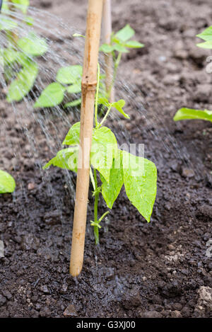 Watering in newly planted seedling of runner bean (Phaseolus Coccineus) 'White Lady'. Stock Photo