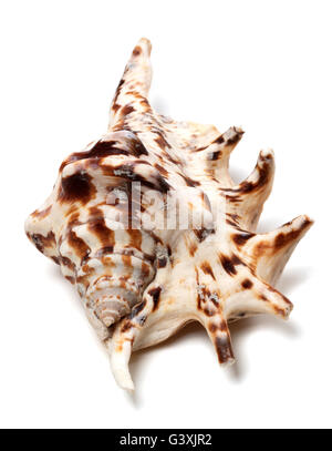 Lambis tiger shell isolated on white background. Close-up view. Stock Photo