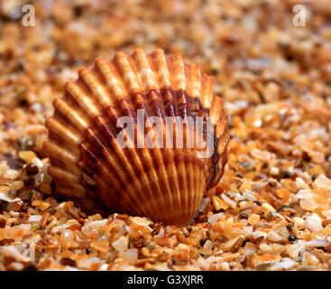 Seashell on sand in sun day. Close-up view. Stock Photo
