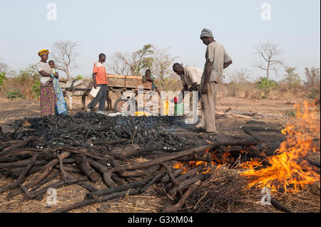 MALI, Sahel region, over production of charcoal from bush wood is a environmental impact for this dry region, charcoal is used for cooking energy Stock Photo