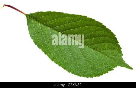 Prunus padus tree green leaf ( bird cherry, hackberry, hagberry, mayday tree) isolated on white background Stock Photo