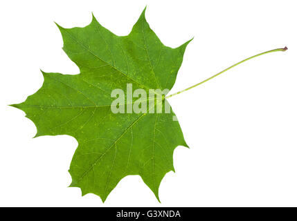 green leaf of maple tree (Acer platanoides, Norway maple) isolated on white background Stock Photo