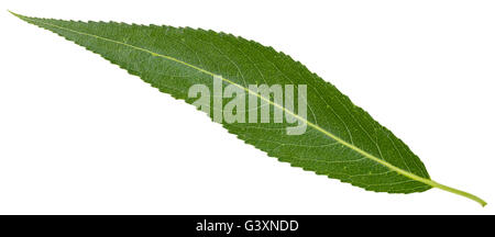 green leaf of crack willow (Salix fragilis, brittle willow) isolated on white background Stock Photo