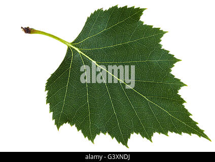 green leaf of birch tree (Betula pendula, silver birch ,warty birch, European white birch) isolated on white background Stock Photo
