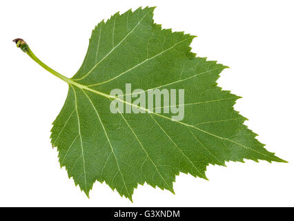 back side of green leaf of birch tree (Betula pendula, silver birch ,warty birch, European white birch) isolated on white backgr Stock Photo