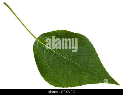 green leaf of black poplar (populus nigra) isolated on white background Stock Photo