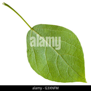 back side of green leaf of Populus canadensis ( Canadian poplar, hybrid of Populus nigra and Populus deltoides) isolated on whit Stock Photo