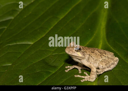 A Gray Treefrog climbing on a skunk cabbage leaf Stock Photo