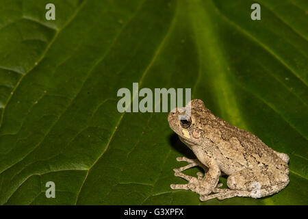 A Gray Treefrog climbing on a skunk cabbage leaf Stock Photo