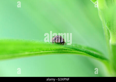 Small jumping spider awaiting prey on leaf. Stock Photo