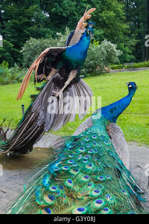 Cottbus, Germany. 13th June, 2016. ARCHIVE - Two male blue peacocks (Pavo cristatus) fight for their territory in the animal park in Cottbus, Germany, 13 June 2016. Photo: Patrick Pleul/dpa/Alamy Live News