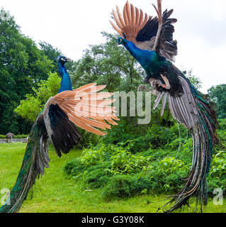 Cottbus, Germany. 13th June, 2016. ARCHIVE - Two male blue peacocks (Pavo cristatus) fight for their territory in the animal park in Cottbus, Germany, 13 June 2016. Photo: Patrick Pleul/dpa/Alamy Live News