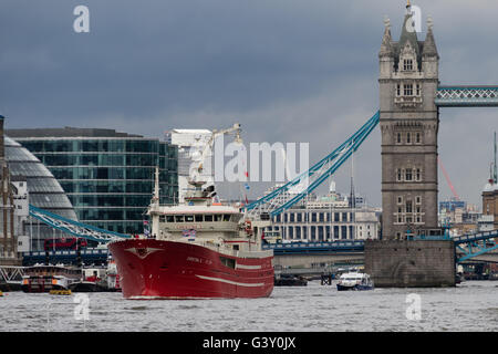 London, UK. 16th June 2016. The final three fishing boats, Christina S, Resolute and Atlantic Challenge which took part in the ‘Fishing for Leave' fishing boat flotilla, leave London under Tower Bridge on the River Thames to return to Scotland this morning. Members of the Fishing for Leave group, supported by Nigel Farage are campaigning to leave the European Union ahead of the referendum on the 23rd of June. Credit:  Shipping pics/Alamy Live News Stock Photo