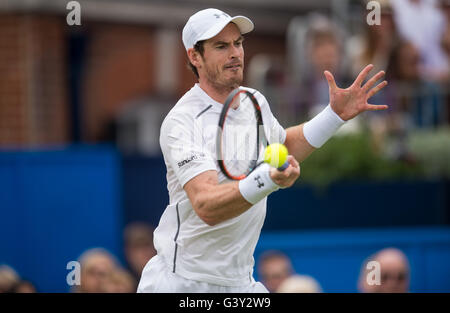 London, UK. 16th June, 2016. Andy Murray of Great Britain competes during men's single's second round match against his compatriot Aljaz Bedene during the ATP-500 Aegon Championships at the Queen's Club in London, Britain on June 16, 2016. Murray won 2-0. Credit:  Jon Buckle/Xinhua/Alamy Live News Stock Photo