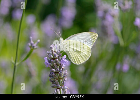 Small White Butterfly, Artogeia rapae, single adult feeding on lavender.  Taken July. Lea Valley, Essex, UK. Stock Photo